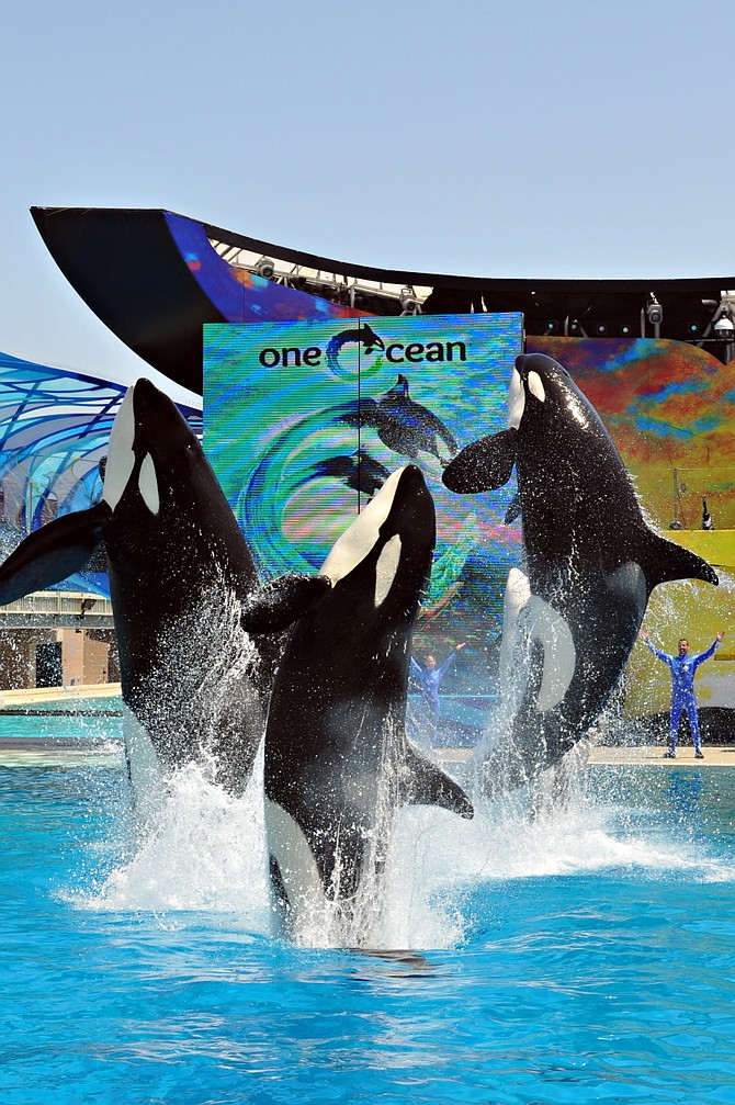 SeaWorld San Diego to Phase Out Shamu Whale Show | San Diego Business ...