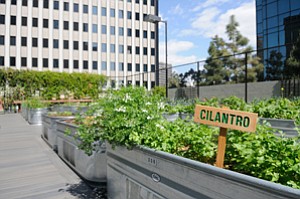 Urban Farms Gain Ground As Way To Generate Produce Improve