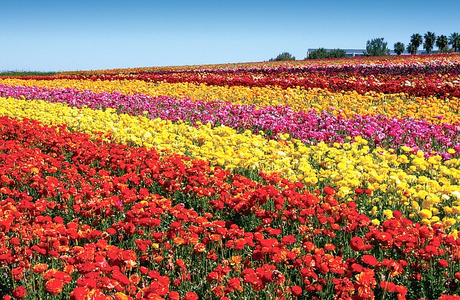 Flower Fields See Four Seasons Of Potential San Diego Business Journal