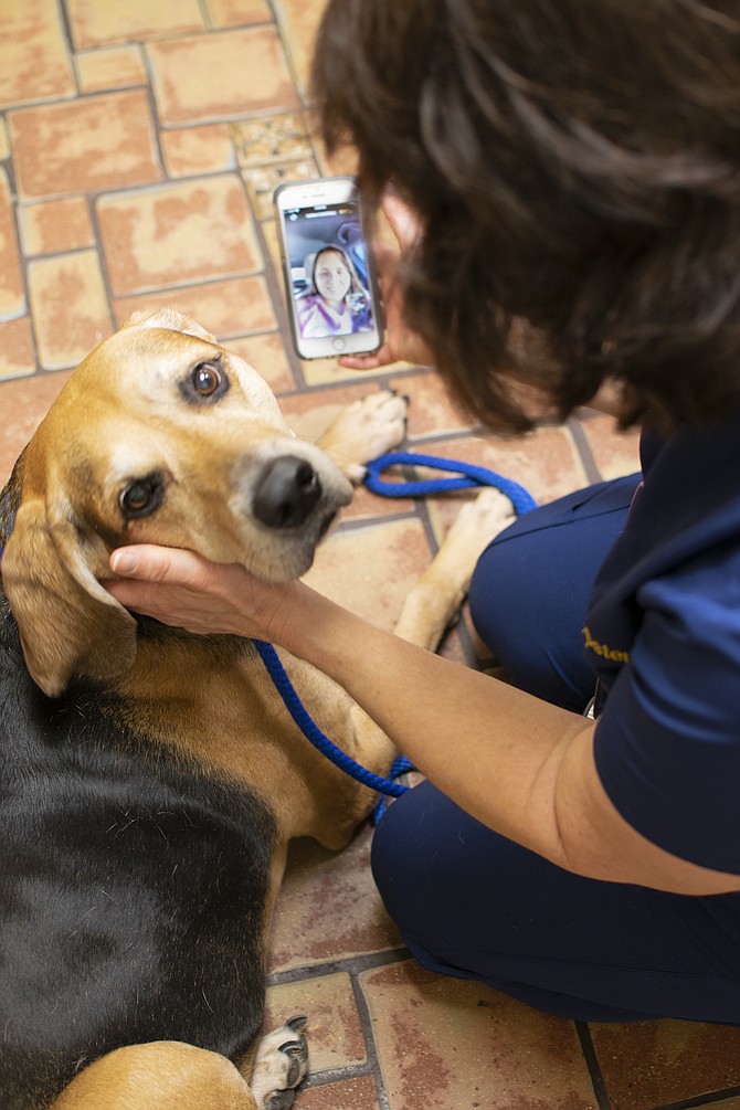 Melissa Webster uses AirVet duringtreatments to communicate with pet owners.