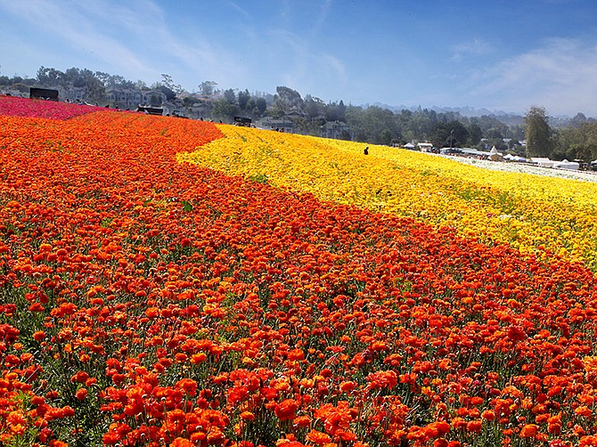 Photo courtesy of The Flower Fields at Carlsbad Ranch.
The Flower Fields, headquartered in Carlsbad, reopened to the public on March 1.
