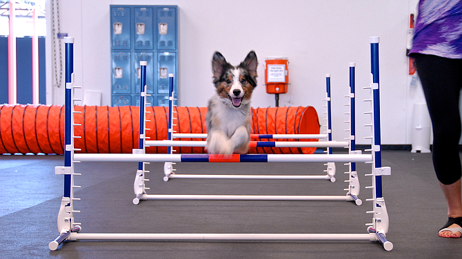 Pet training company Zoom Room Inc. is based in Culver City.