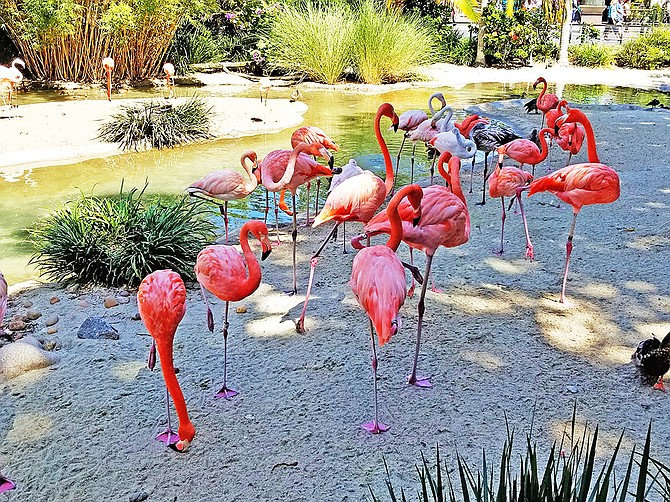 One of the first things visitors encounter when entering the San Diego Zoo is this group of flamingos. The zoo, said new executive director Erika Kohler, is important to the region's economy and its way of life. Photo by Karen Pearlman