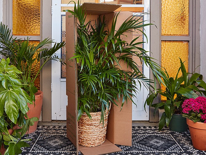 Lively Root sells plants of all sizes online, with doorstep delivery. Photo courtesy of Lively Root